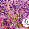 AMBIENTADOR COCHE LAVANDA